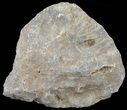 Polished Fossil Coral Head - Morocco #60034-1
